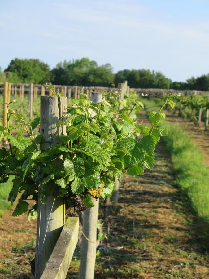 *New* Hartest Vineyard 2 Bed Cottage With Parking Exterior foto